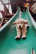 Image result for Cute and Funny Baby Animal Memes