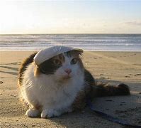 Image result for Beach Cat Funny