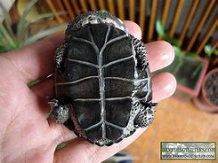 Image result for Acanthochelys spixii
