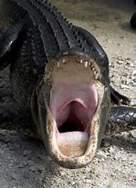 Image result for Crocodile Yawning