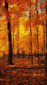 Image result for iPhone Forest Backgrounds 11 Pro