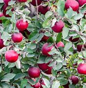 Image result for Winesap Heirloom Apple Tree