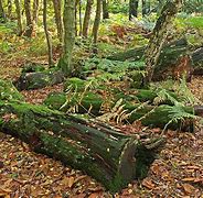Image result for Moss-Covered Forest Floor