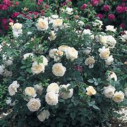 Image result for Rosa Crocus Rose