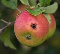 Image result for Apple Tree Pests