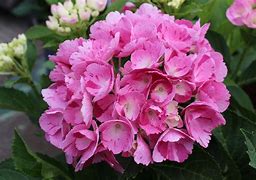 Image result for Hydrangea macrophylla Hobergine (r)