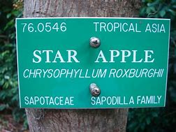 Image result for Purple Star Apple Fruit