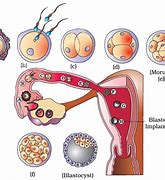 Image result for Biology Human Reproduction