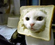 Image result for French Cat Bread Meme