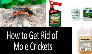 Image result for Mole Cricket Insecticide