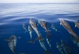 Image result for Cetacea