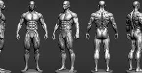 Image result for Human Anatomy Model