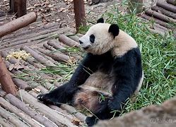 Image result for Panda Sitting Forwad