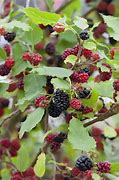 Image result for Morus rotundiloba Mojo Berry