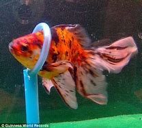 Image result for Fish with Largest Repertoire of Tricks