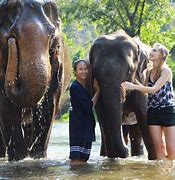 Image result for Chiang Mai Elephant