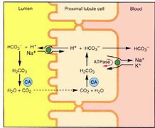 Image result for Carbonic Anhydrase Mechanism