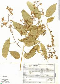 Image result for Cedrela Odorata Foliage Dessin