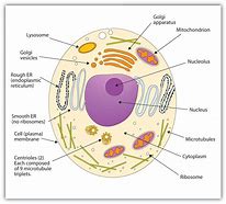 Image result for Components of Cell Center