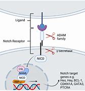 Image result for Notch Protein