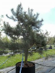 Image result for Pinus nigra SN 18