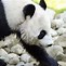 Image result for Tian Tian the Panda