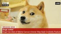 Image result for Cowbelly Memes
