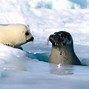 Image result for Seal