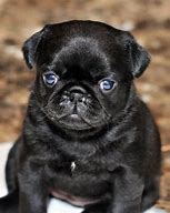 Image result for Cutest Baby Pug with Blue Eyes