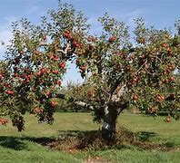 Image result for Tree of Apple