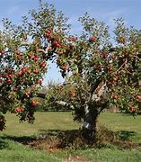 Image result for Prune Apple Tree