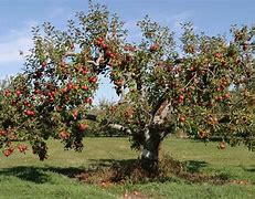 Image result for Leaves of a Connell Red Apple Tree