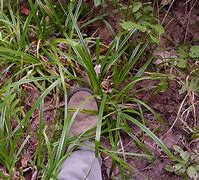 Image result for Carex folliculata