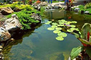 Image result for Water Garden Plants