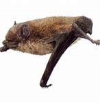 Image result for Indian Pipistrelle