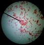 Image result for Memory Cells Under Microscope