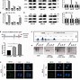 Image result for Lin28 Protein