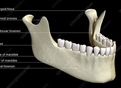 Image result for Jaw Skeletal Anatomy