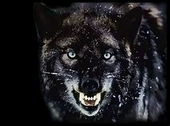 Image result for Scary Animal Wallpapers