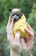 Image result for Cute Baby Fruit Bats