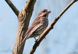 Image result for Happy New Year Birds