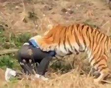 Image result for Tourist Killed by Tiger