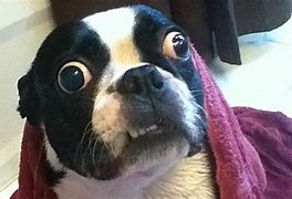 Image result for disoriented dogs memes funniest