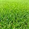 Image result for Grass TIF Picture