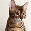 Image result for Cat Image White Background