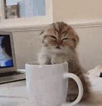 Image result for Old Lady with Cat and Coffee Mug GIF