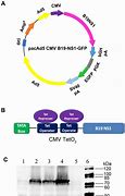 Image result for Parvovirus B19 Expression Vector