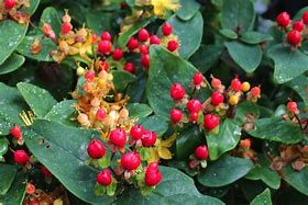 Image result for Hypericum inodorum Magical Miracle Summer (r)