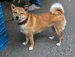 Image result for Doge with Kakashi Hair