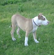 Image result for Pit Bull Tail